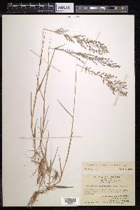 Eragrostis unioloides image