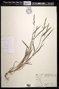 Echinochloa colona image