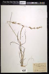 Eragrostis interrupta image