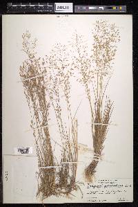 Eragrostis articulata image