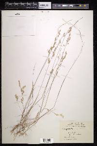 Eragrostis unioloides image