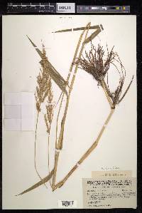 Echinochloa crus-pavonis image