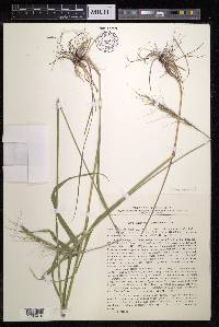 Elymus gmelinii image