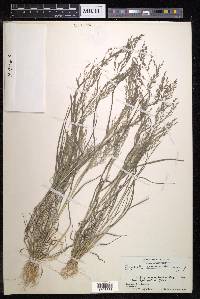 Eragrostis autumnalis image
