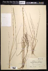 Eragrostis atrovirens image