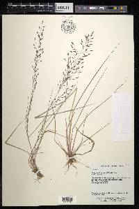 Eragrostis ferruginea image