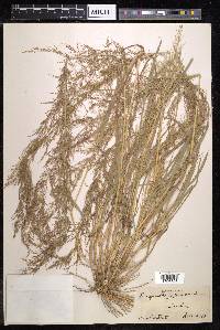 Eragrostis japonica image