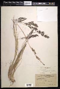 Eragrostis nutans image