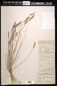 Eragrostis geniculata image