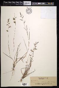 Eragrostis interrupta image