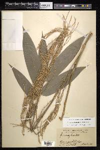 Dinochloa luconiae image