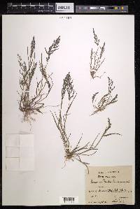 Eragrostis pectinacea var. pectinacea image