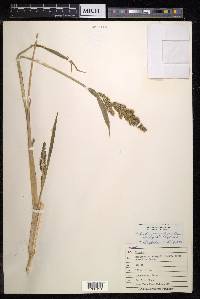 Echinochloa oryzoides image