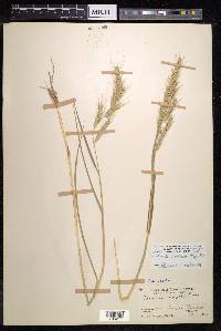 Echinochloa phyllopogon image