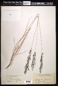 Eragrostis nutans image