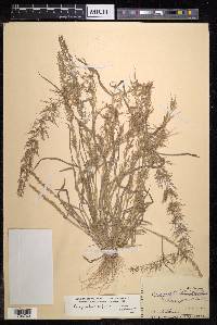 Eragrostis japonica image