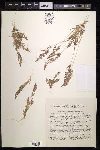 Eragrostis japonica image