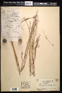 Eragrostis elongata image