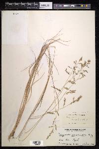 Eragrostis cumingii image