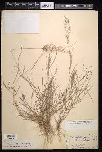 Eragrostis amabilis image