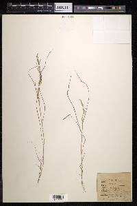 Eragrostis pilosa image