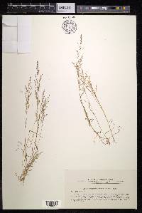 Eragrostis japonica image