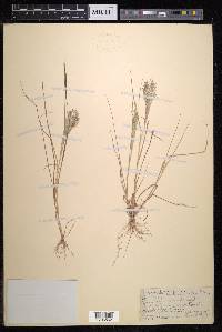 Eragrostis autumnalis image