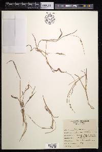 Echinochloa colona image