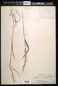 Roegneria ciliaris image