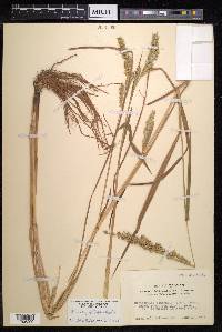 Echinochloa phyllopogon image