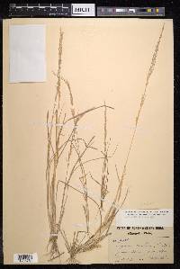 Eragrostis nutans image