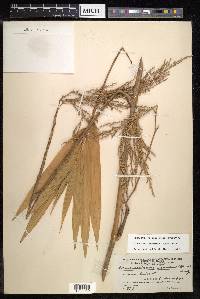 Dinochloa luconiae image