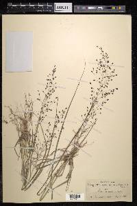 Eragrostis ferruginea image