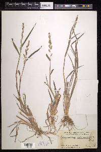 Echinochloa colona image