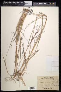 Eragrostis nutans image