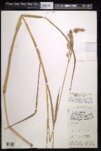 Echinochloa stagnina image