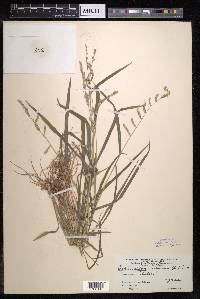 Echinochloa colona image