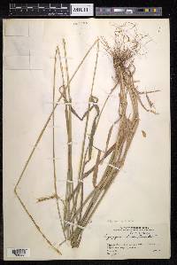 Roegneria ciliaris image