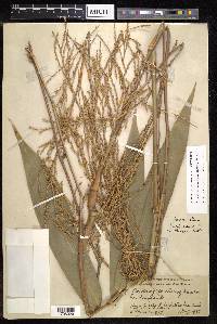 Dinochloa luconiae image