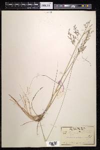 Eragrostis elongata image