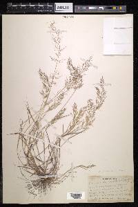 Eragrostis amabilis image