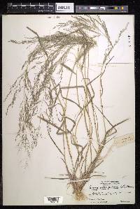 Eragrostis pilosa image