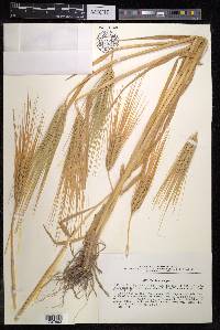 Hordeum vulgare image