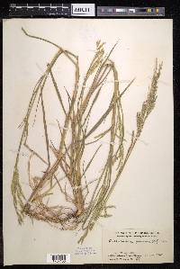 Eriochloa procera image