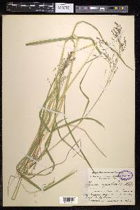 Glyceria aquatica image