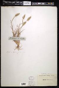 Hordeum marinum image