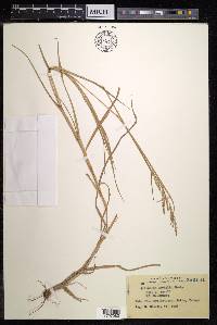 Eriochloa procera image