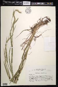 Hordeum bogdanii image