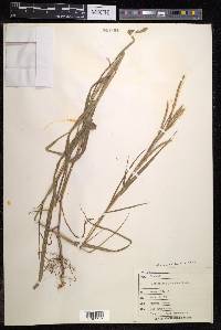 Hemarthria sibirica image