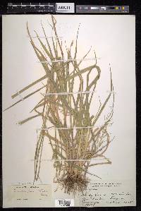 Eriochloa procera image